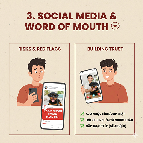 Lưu ý khi mua chó Rottweiler qua mạng xã hội và hội nhóm