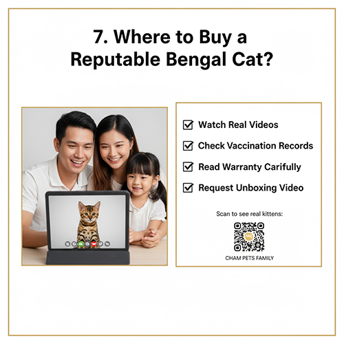 Gia đình trẻ gọi video xem mèo Bengal thật trên máy tính bảng, bên cạnh danh sách checklist mua mèo uy tín.