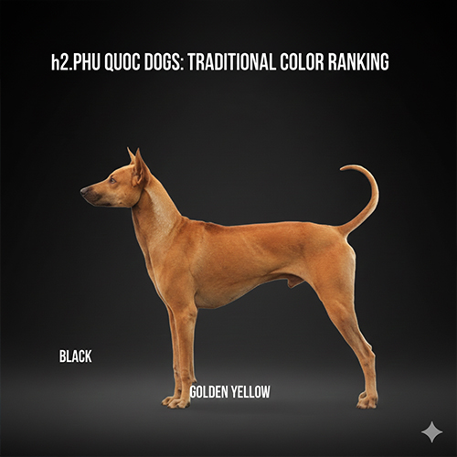 Chó Phú Quốc màu vàng đứng nghiêng, thể hiện dáng săn chắc, đuôi cong và màu lông vàng truyền thống