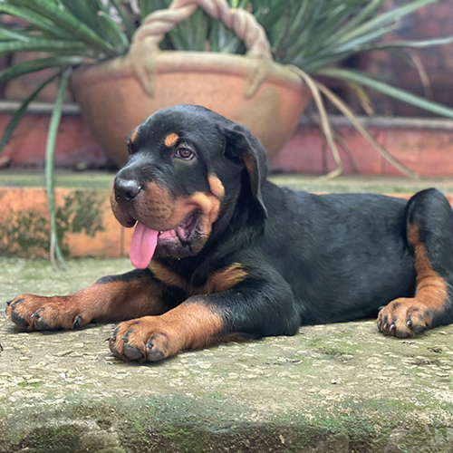 Chó Rottweiler con 2–3 tháng màu đen vàng nằm thư giãn, nhìn thẳng vào máy ảnh