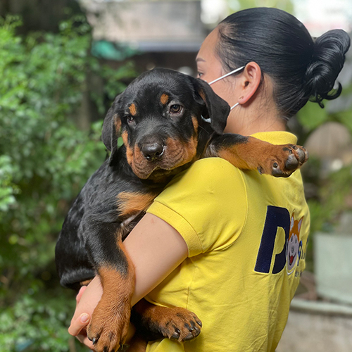 Chó Rottweiler con đen vàng được bế trên tay, mặt hiền, chân to, nhìn thẳng camera