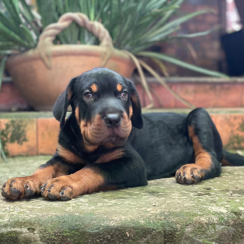 Chó Rottweiler con đen vàng nằm thư giãn, mắt sáng, mặt bành, chân to chắc