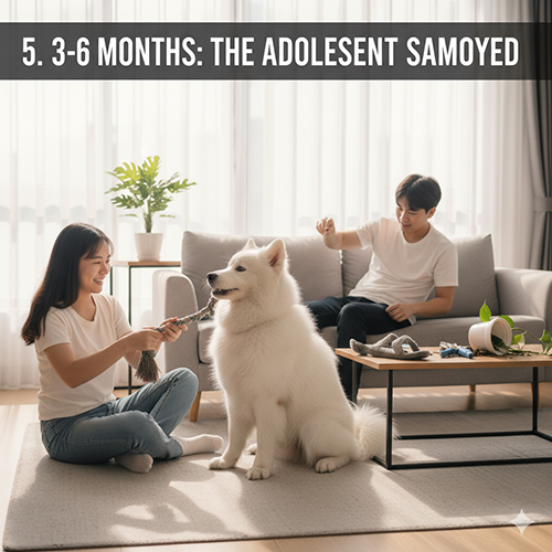Chó Samoyed 3 đến 6 tháng tuổi trong giai đoạn tập luyện và sinh hoạt cùng gia đình
