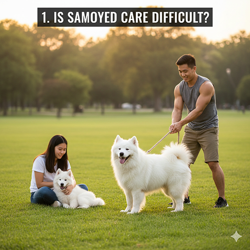 Samoyed đẹp như bông tuyết đang vui chơi cùng gia đình ngoài trời