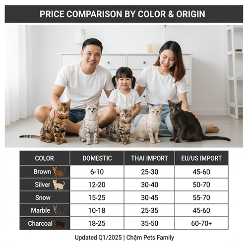 Bảng so sánh giá mèo Bengal theo màu lông và nguồn gốc nhập khẩu – Brown, Silver, Snow, Marble, Charcoal