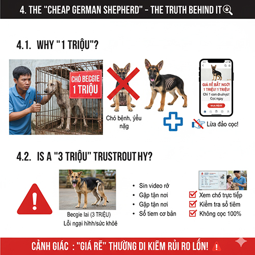 sự thật về chó Becgie giá rẻ 1 triệu 3 triệu – rủi ro và cảnh báo khi mua chó giá thấp