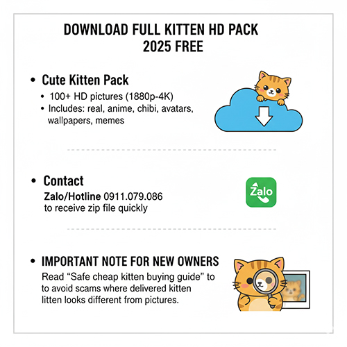 Ảnh tải trọn bộ ảnh mèo con HD miễn phí với hướng dẫn nhận file zip nhanh chóng