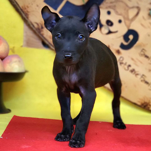 Chó Phú Quốc con màu đen, tai dựng, dáng đứng lanh lợi thể hiện giai đoạn phát triển đẹp để rước về nuôi