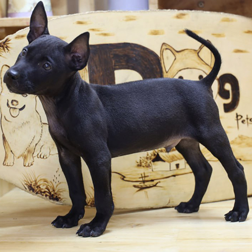 Chó Phú Quốc con màu đen, tai dựng, đứng vững vàng thể hiện sức khỏe tốt trong giai đoạn tiêm phòng và social hóa