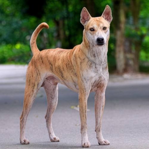 Tính cách đặc thù của chó Phú Quốc ảnh hưởng trực tiếp tới quá trình huấn luyện