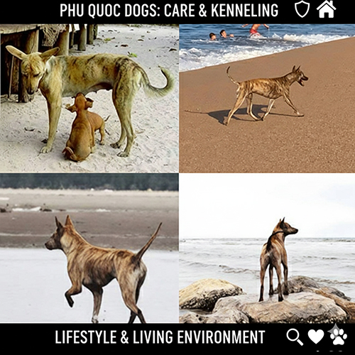 Tổng hợp hình ảnh chó Phú Quốc trong nhiều môi trường sống khác nhau – minh họa các nguyên tắc nền tảng khi nuôi