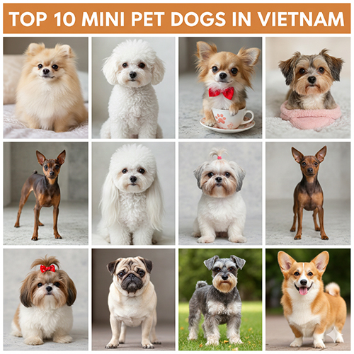 Top 10 giống chó cảnh mini được yêu thích nhất tại Việt Nam