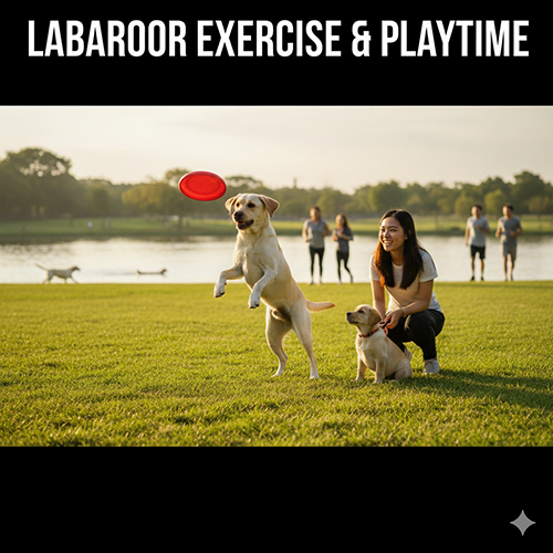 Chó Labrador vận động và chơi đùa ngoài trời giúp xả năng lượng và không phá nhà