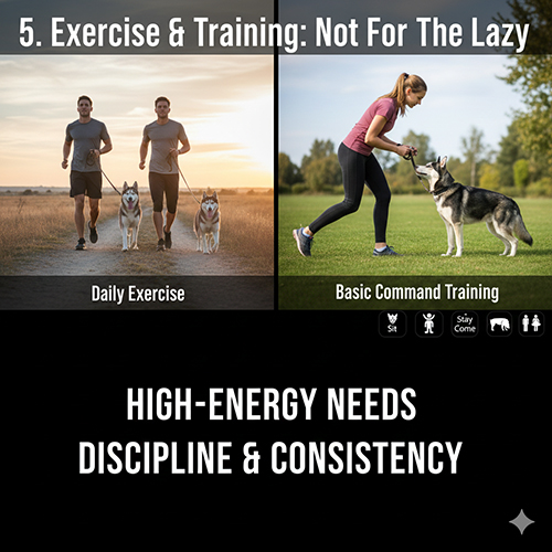 Chó Husky lai Becgie chạy bộ ngoài trời và tập lệnh cơ bản cùng chủ