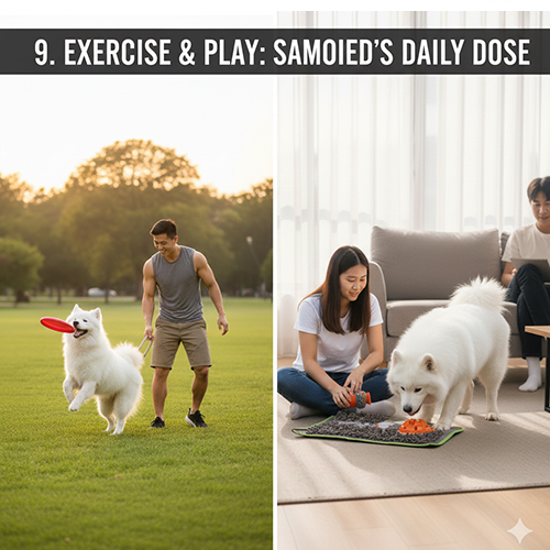 Vận động và chơi đùa hằng ngày giúp chó Samoyed khỏe mạnh và vui vẻ