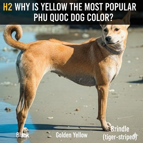 Chó Phú Quốc màu vàng đứng trên bãi biển, thể hiện ngoại hình săn chắc, đuôi cuộn và màu lông truyền thống