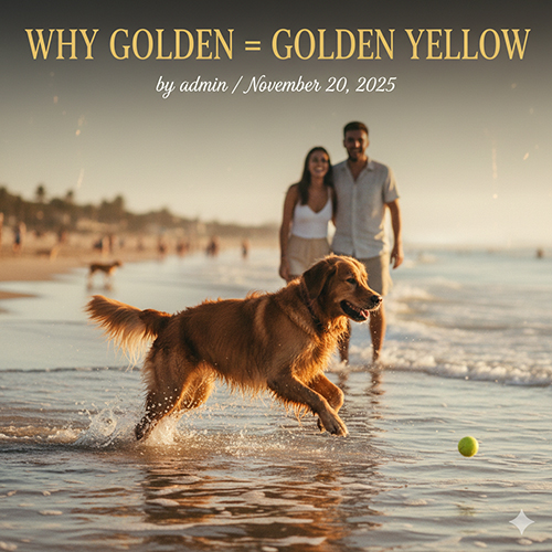 Chó Golden Retriever màu vàng chạy dưới ánh hoàng hôn trên bãi biển, đôi vợ chồng trẻ đứng phía sau mỉm cười