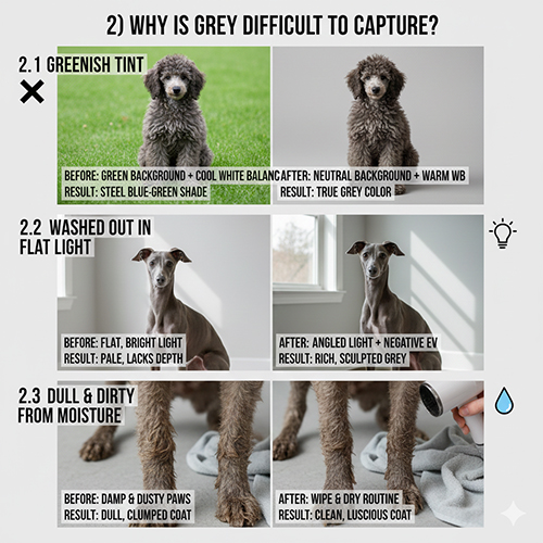 So sánh các lỗi thường gặp khi chụp chó xám như ám xanh, bay màu và bết lông