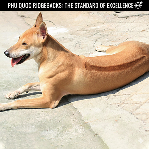 Xoáy lưng chó Phú Quốc đẹp chuẩn: dài – thẳng – biên rõ – nằm đúng trục sống lưng 🐕✨