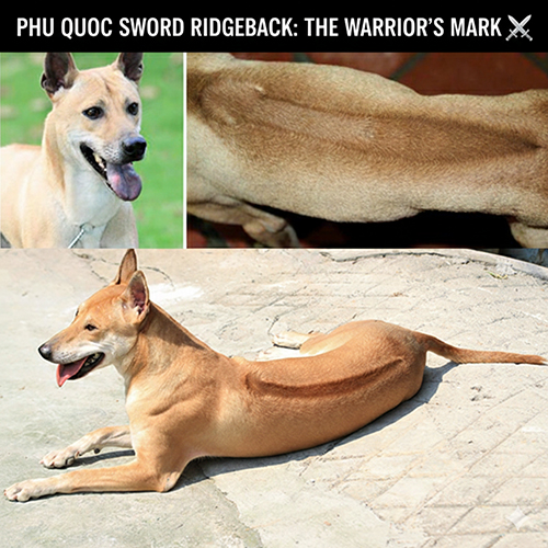 Chó Phú Quốc xoáy kiếm vàng lửa với dải xoáy chạy thẳng dọc sống lưng rõ nét như lưỡi kiếm 🐕🗡️