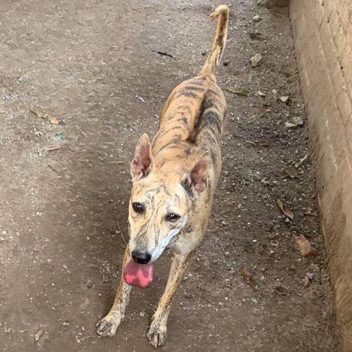 Xoáy lưng chó Phú Quốc kéo dài dọc sống lưng với dạng xoáy rõ và liền mạch