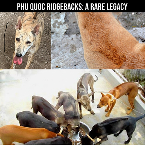 Xoáy lưng chó Phú Quốc hiếm trên thế giới, cận cảnh dải lông mọc ngược và đàn chó Phú Quốc thuần đang ăn chung trong chuồng 🐕🌀