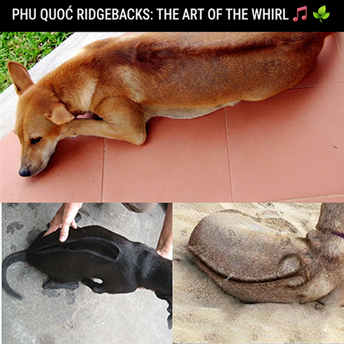 Các kiểu xoáy mũi tên, nốt nhạc và chiếc lá độc đáo trên lưng chó Phú Quốc 🐕🍃🎵