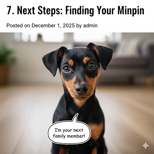 Hình ảnh chó Phốc hươu Minpin nhìn thẳng máy ảnh, ánh mắt lanh lợi và thân thiện