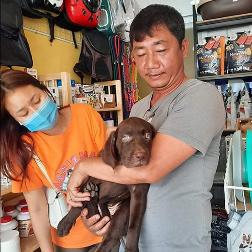 Khách hàng bế chó Labrador con màu nâu socola trong cửa hàng phụ kiện thú cưng, chụp tại thời điểm bàn giao
