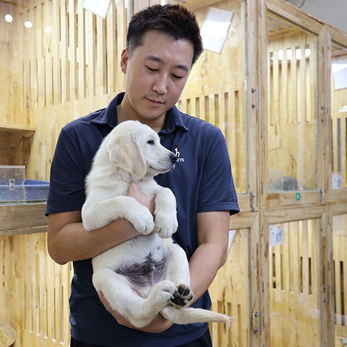 Khách hàng đang bế chó Labrador con màu trắng kem trong khu vực chuồng trại, chụp tại thời điểm bàn giao