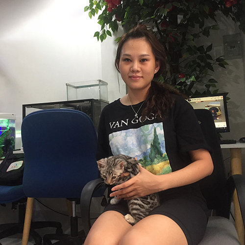 Khách nhận mèo Bengal con tại Chạm Pets Family (ảnh thực tế)