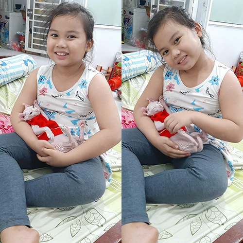 Bé nhận mèo Sphynx tại nhà khách hàng (ảnh bàn giao thực tế)