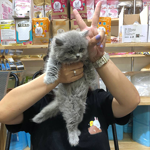 Khách nhận mèo lông dài màu xám tại Chạm Pets Family (ảnh thực tế)