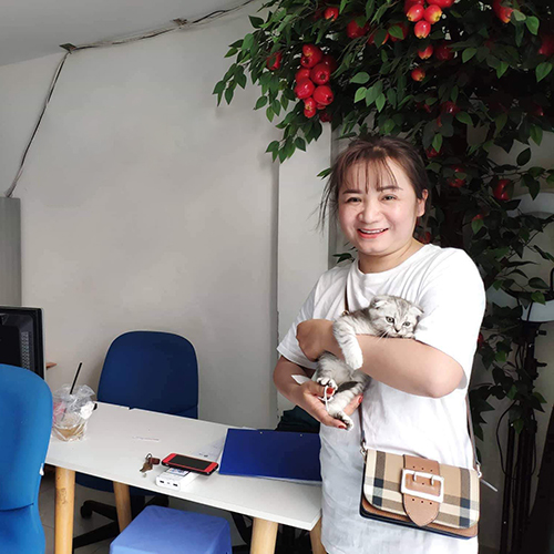 Khách hàng ôm bé mèo tai cụp Scottish Fold sau khi bàn giao, ảnh thực tế