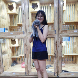 Khách hàng bế bé mèo tai cụp Scottish Fold xám xanh tại khu vực bàn giao, ảnh thực tế