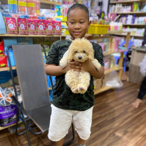Bạn nhỏ bồng bé Poodle vàng mơ tại Chạm Pets Family, bé lông vàng mơ bông và đứng ngoan trên tay