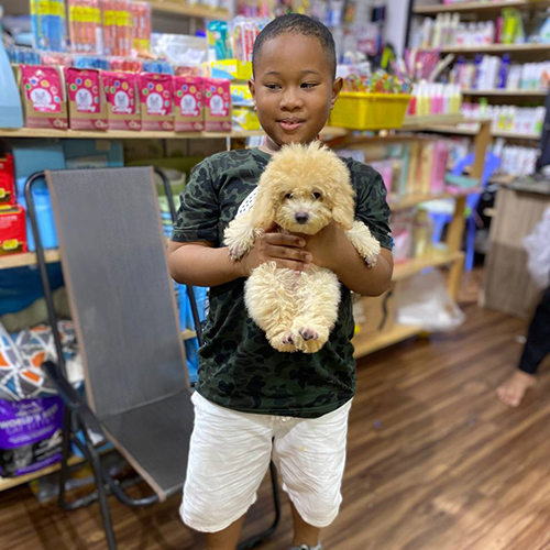 Bạn nhỏ bồng bé Poodle vàng mơ tại Chạm Pets Family, bé lông vàng mơ bông và đứng ngoan trên tay