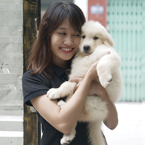 Ảnh thật bé Golden con màu bạch kim trắng được bế trên tay, lông bông dày, mặt hiền và lên hình rất sáng