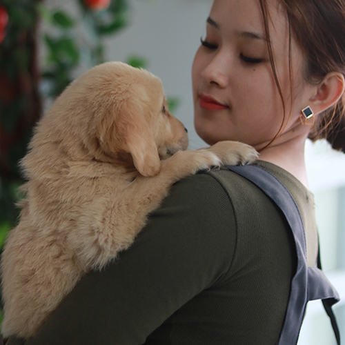 Ảnh thật bé Golden con màu vàng kem tựa vai người bế, lông dày bông, nhìn hiền và rất “ăn ảnh”