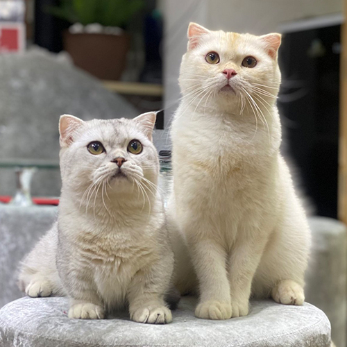Bộ đôi mèo trưởng thành gồm mèo Anh lông ngắn (ALN) hồng phấn và mèo Munchkin chân ngắn silver, ngồi cạnh nhau trên ghế tròn