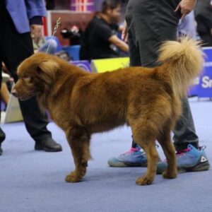 Chó Bắc Hà xù trưởng thành màu nâu đứng trên bậc gạch với bộ lông dày