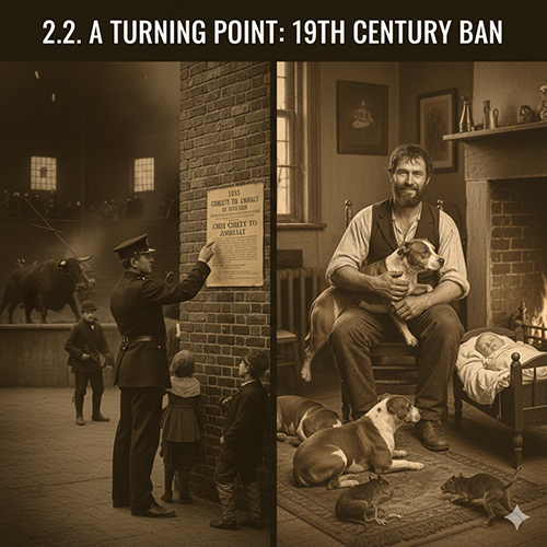 Hình minh họa lệnh cấm đấu bò thế kỷ 19 và hình ảnh Pitbull trở thành chó gia đình