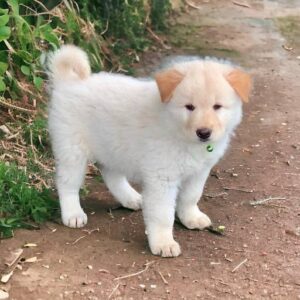 Chó Bắc Hà xù con màu trắng đứng trên đường đất trong môi trường đô thị