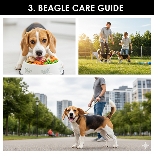 Cách nuôi chó Beagle đúng cách từ ăn uống vận động đến môi trường sống hằng ngày