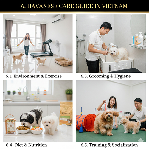 Hướng dẫn chăm sóc chó Havanese tại Việt Nam gồm vận động, vệ sinh, ăn uống và huấn luyện