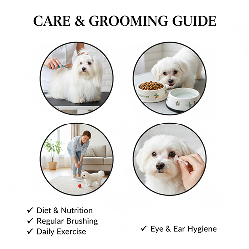 Chăm sóc chó Maltese với các hoạt động ăn uống, chải lông và vệ sinh