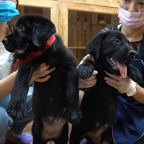 Hai chó Labrador con màu đen khoảng 2 tháng tuổi được bế chụp trong nhà, một bé thè lưỡi, đeo dây đỏ