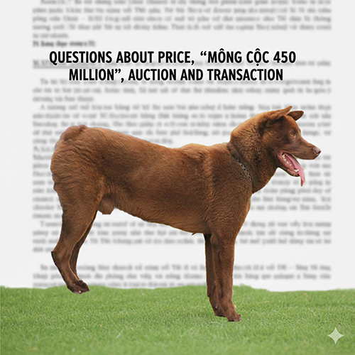 chó Mông Cộc màu nâu đỏ đứng trên thảm cỏ, dùng làm ảnh đại diện cho mục FAQ về giá, chuyện 450 triệu, đấu giá và giao dịch