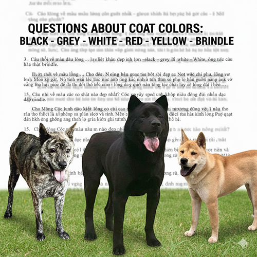 ba chú chó Mông Cộc các màu vện, đen và vàng đứng cạnh nhau, dùng làm ảnh đại diện cho mục FAQ về màu lông