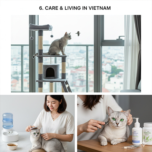Mèo Korat xanh bạc sinh hoạt trong căn hộ Việt Nam với cây leo mèo và chăm sóc hàng ngày